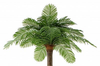 Eskel date palm