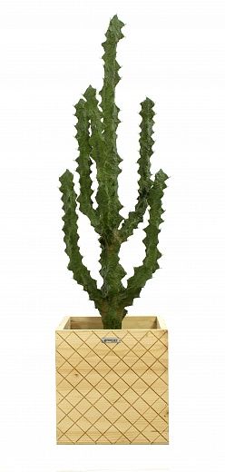 Cactus Ridge Cachepot Dekollete Gurido 30 available to order 1 piece