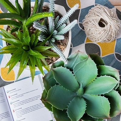 Succulent composition Agave Quillote cachepot Dekollete set of 2 pieces