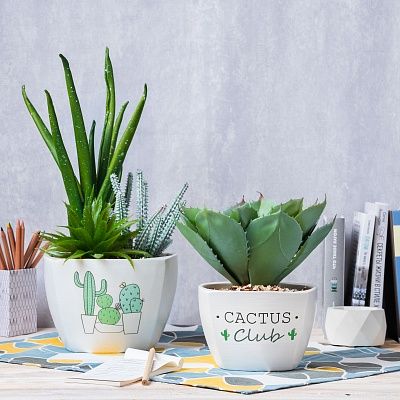 Succulent composition Agave Quillote cachepot Dekollete set of 2 pieces