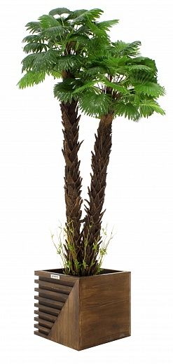 Palm Washingtonia malida cachepot Dekollete Stream 37