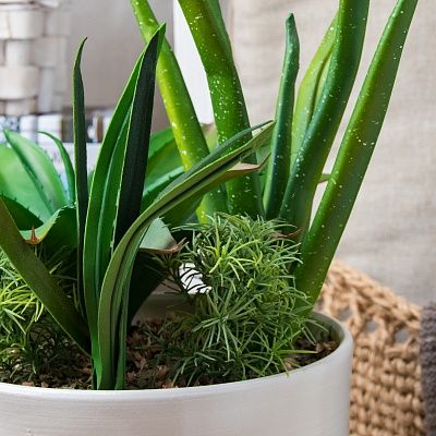 Succulent composition Agave Ford cachepot Dekollete