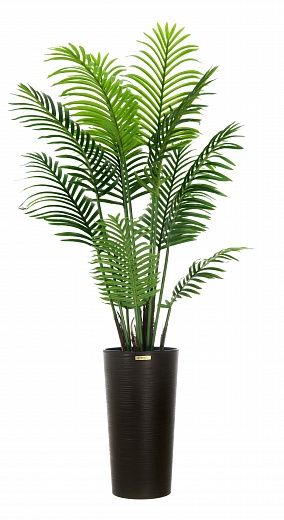 Date palm Madia cachepot Dekollete Serso 46