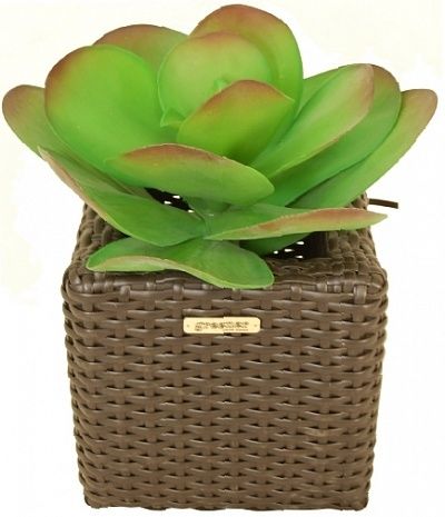 Echiveria Bao cachepot Dekollete Rattan Cube 20