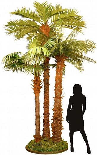 Somerset Island date palm