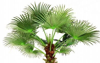 Washingtonia Jelong