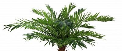 Date Palm Dover