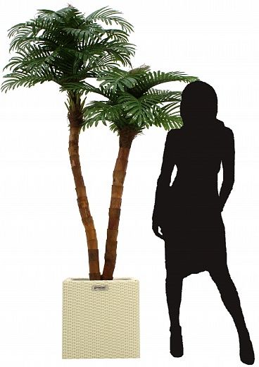 Date palm Amara cachepot Dekollete Rattan Cone 50