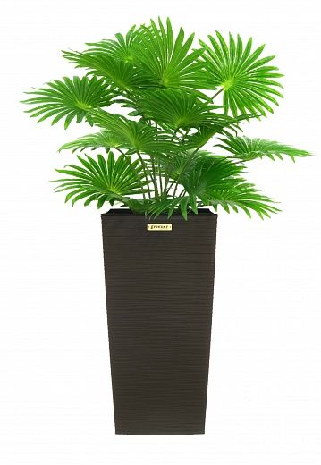 Palm Washingtonia Vittoria cachepot Dekollete Cuno 46