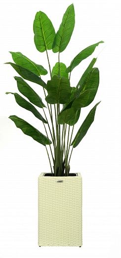 Banana Perey 150 cachepot Dekollete Rattan Cube 50 available to order 2 pieces