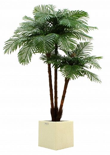 Date palm Tuli XL cachepot Dekollete Rattan Cube 39