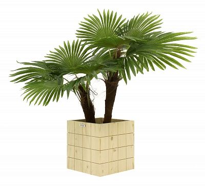 Washingtonia Karo Cachepot Dekollete Chess 30