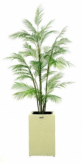 Elbay date palm 160 cachepot Dekollete Rattan Cube 50