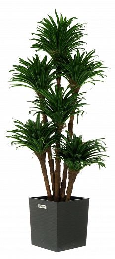 Dracaena david cachepot Dekollete Clasico 30