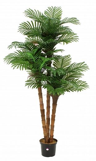 Date palm Atwood