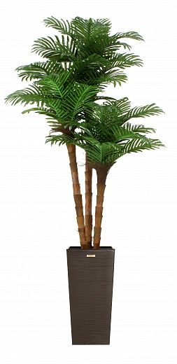 Date palm Atwood cachepot Dekollete Kuno 57