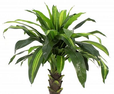 Dracaena Miami available 1 piece