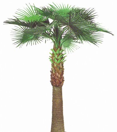 Washingtonia Aislinn palm available 1pc