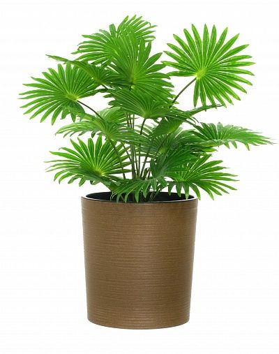 Palm Washingtonia Vittoria cachepot Dekollete Clasico 30 Eco