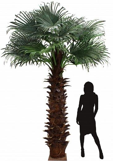 Washingtonia Koror