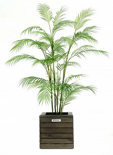 Date palm Elbay cachepot Dekollete Roca Cube 30