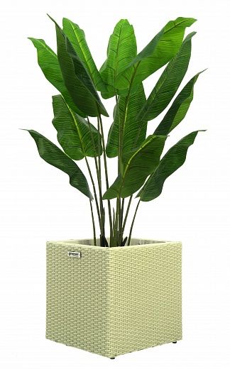 Banana Perey 120 cachepot Dekollete Rattan Cube 39