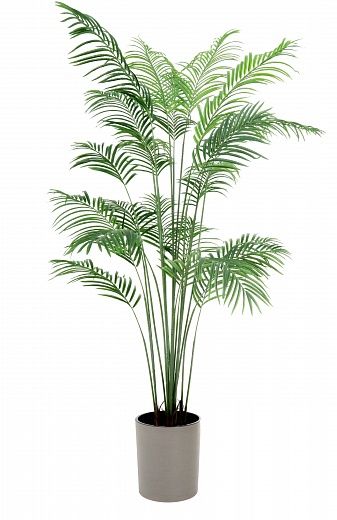 Date Palm Monastir 200 cachepot Dekollete Clasico 30 Eco