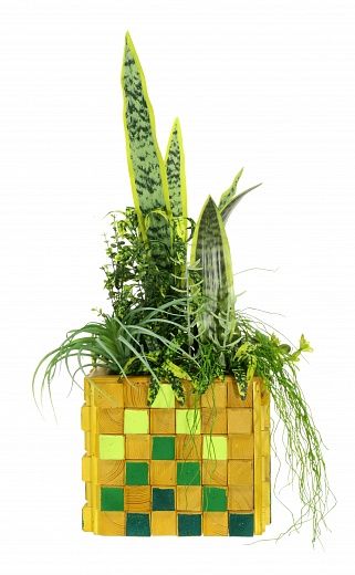 Sansevieria Gurun available to order 1 piece