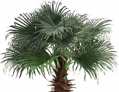 Washingtonia Koror