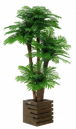 Date Palm Cherry Cachepot Dekollete Stream