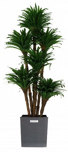 Dracaena david cachepot Dekollete Clasico 30