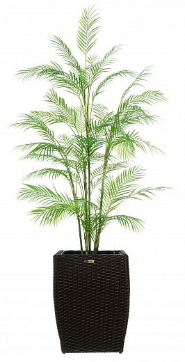 Elbay date palm Elbay date palm 160 Dekollete Rattan Cone 50