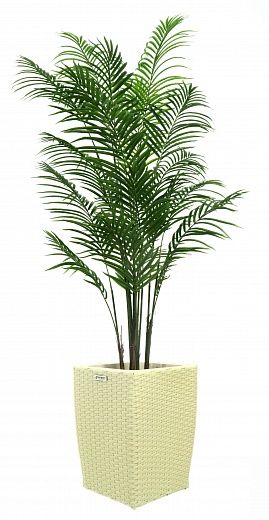 Date Palm Carthage Cafagen Cachepot Dekollete Rattan Cube 39