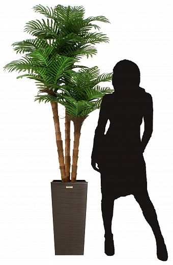 Date palm Atwood cachepot Dekollete Kuno 57