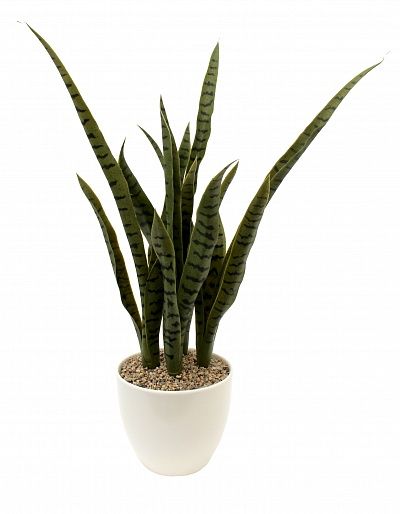 Sansevieria Valpaco Cachepot Dekollete