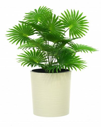 Palm Washingtonia Vittoria cachepot Dekollete Clasico 30 Eco