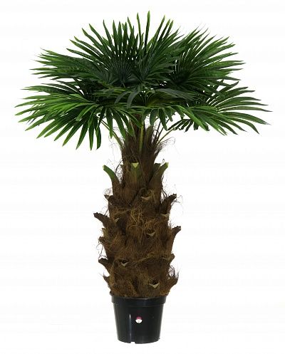 Washingtonia Hanan