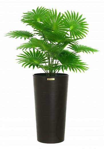 Palm Washingtonia Vittoria cachepot Dekollete Serso 46