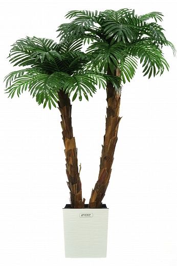 Palm Linara cachepot Dekollete Clasico 30