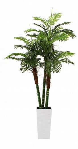 Date palm Aragon cachepot Dekollete Kuno 46