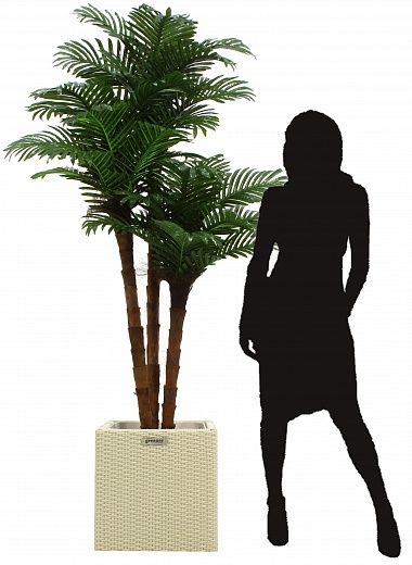 Date palm Atwood cachepot Dekollete Rattan Cube 32