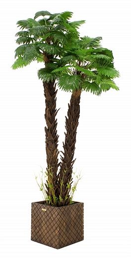 Palm Washingtonia malida cachepot Dekollete Gurido 30 color