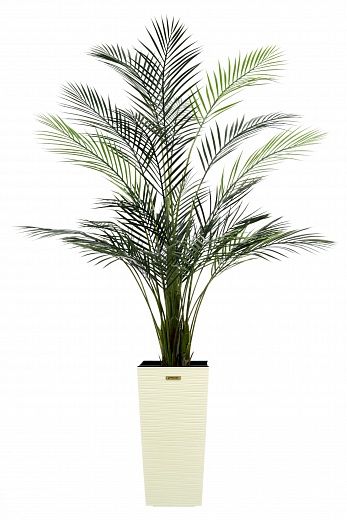 Date palm Kariba 150 cachepot Dekollete Cuno 46