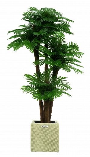 Date Palm Cherry Cachepot Dekollete Rattan Cube 32