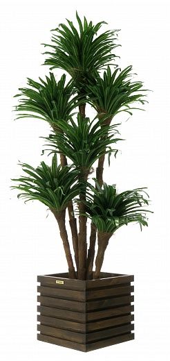 Dracaena david cachepot Dekollete Bandas 30 color