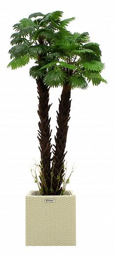 Palm Washingtonia malida cachepot Dekollete Rattan Cone 50