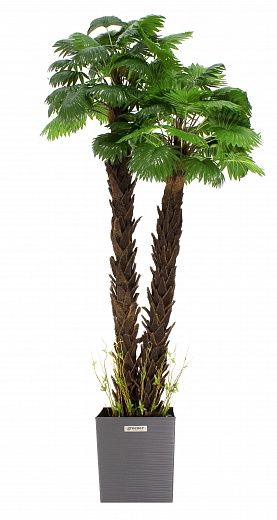 Palm Washingtonia malida cachepot Dekollete Clasico 30