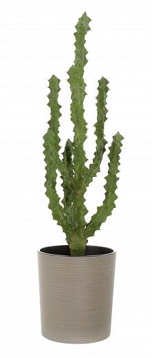 Cactus Ridge Cachepot Dekollete Clasico 30 Eco available to order 1 piece