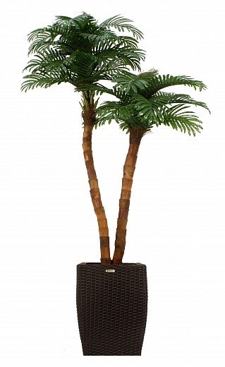 Date palm Amara cachepot Dekollete Rattan Cone 50