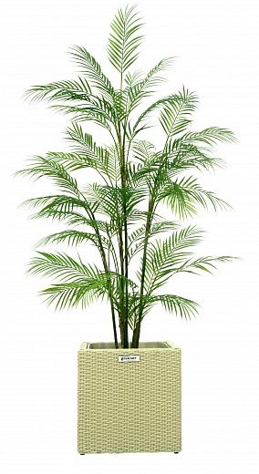 Elbay date palm Elbay date palm 160 Dekollete Rattan Cone 50